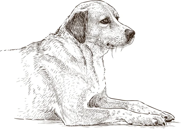 Лживая собака — стоковый вектор