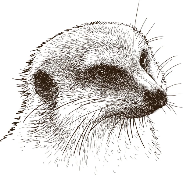 Mongoose portrét — Stockový vektor