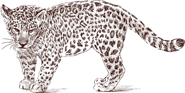 Cub i leopard — Stock vektor