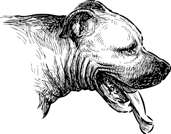 Tête de mastiff — Image vectorielle