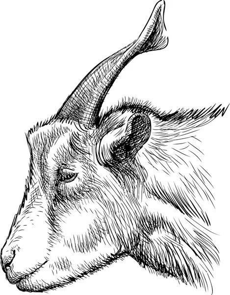 Head of goat — Stock Vector