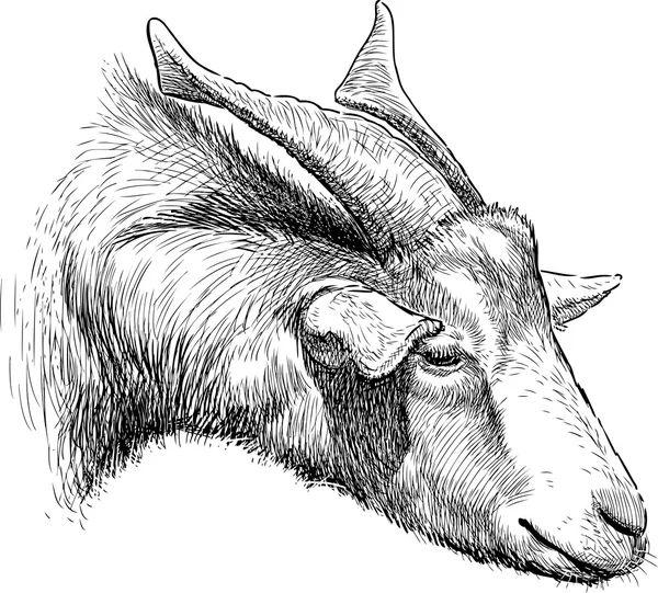 Horned goat — Stock Vector