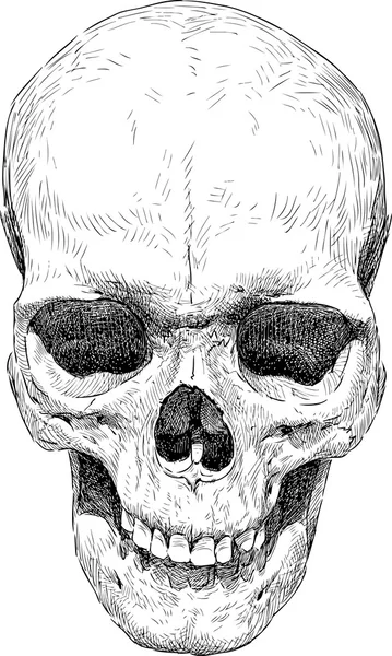 Bosquejo de cráneo humano — Vector de stock