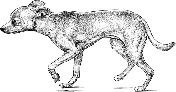 Italienischer Windhund — Stockvektor