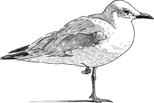 Gaviota en una pierna — Archivo Imágenes Vectoriales