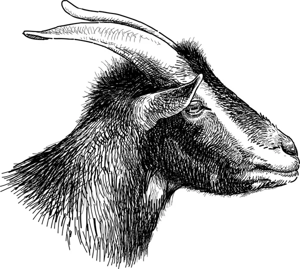 Head of black goat — Stock Vector