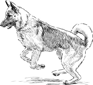 Alman çoban olarak bir atlama