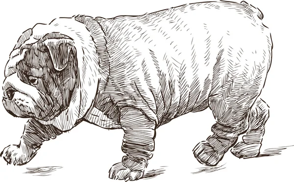 Bulldog anglais wwalking — Image vectorielle