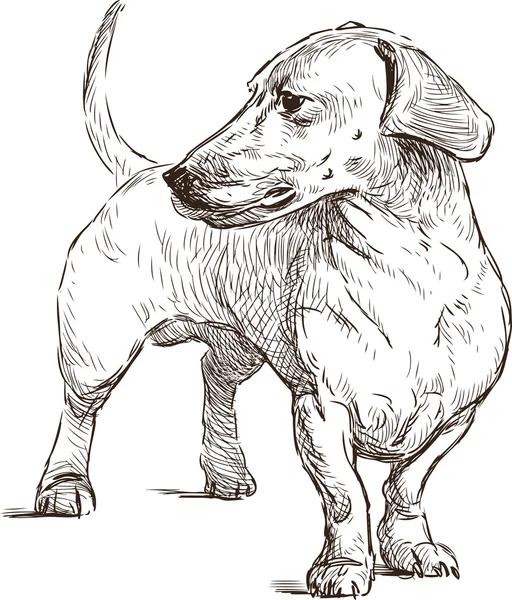 Dachshund. — Vector de stock