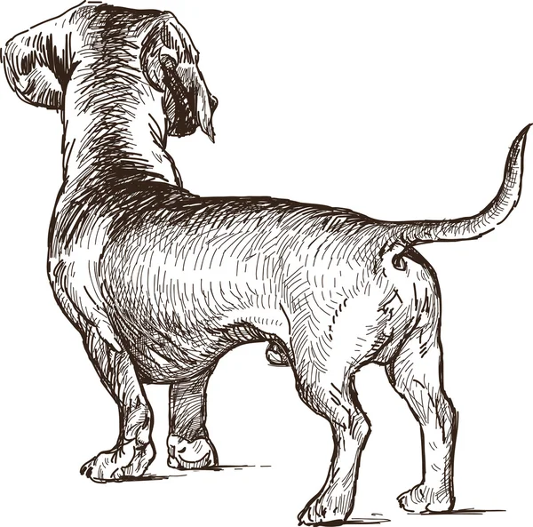 Dachshund