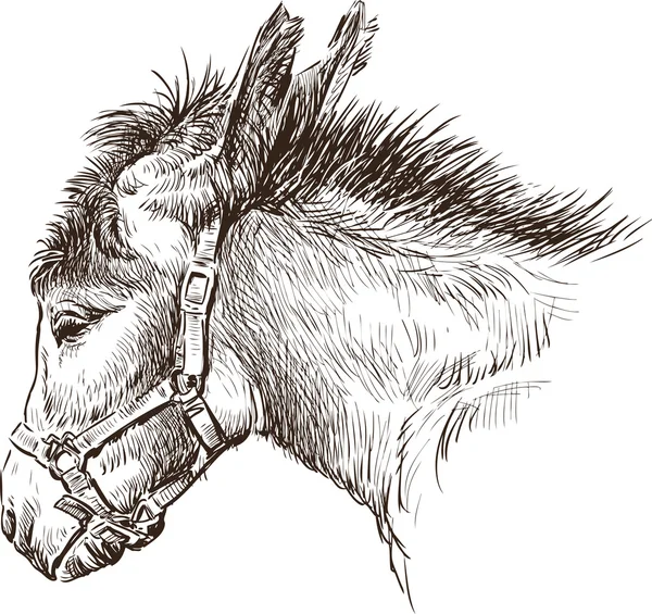 Donkey head — Stock Vector