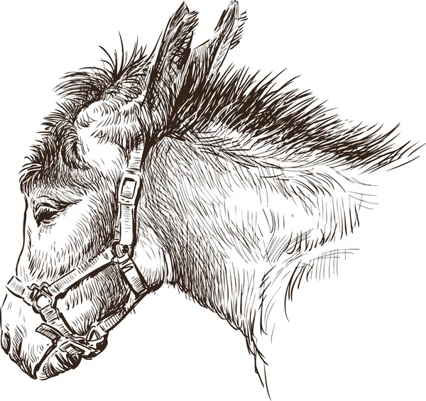 Cabeza de burro — Vector de stock