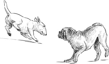 Köpekler yürüyor.