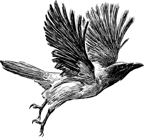 Corbeau en vol — Image vectorielle