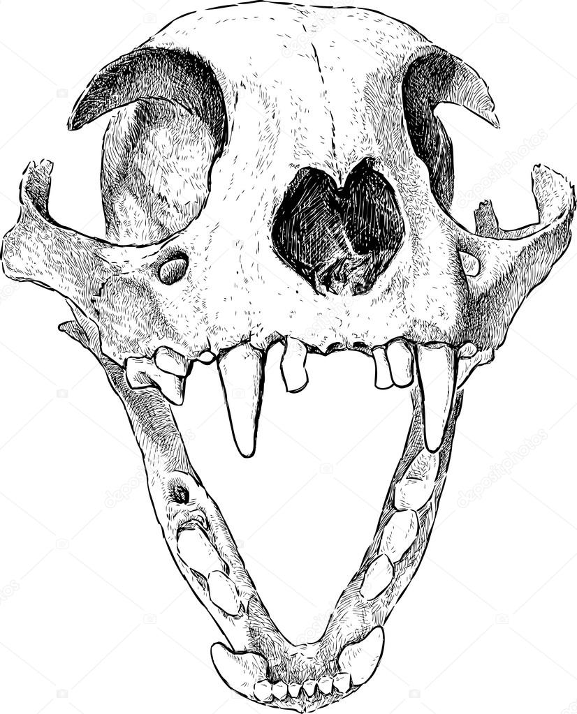 Cat online skull drawing