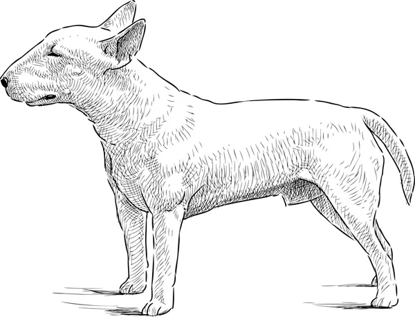 Bull terrier — Stock Vector