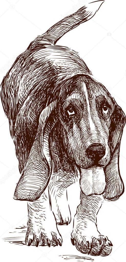 basset hound