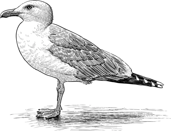 Big sea gull — Stock Vector