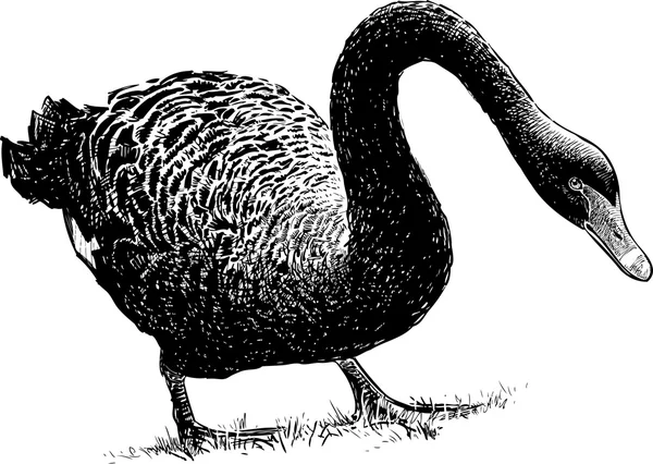 Cygne noir — Image vectorielle