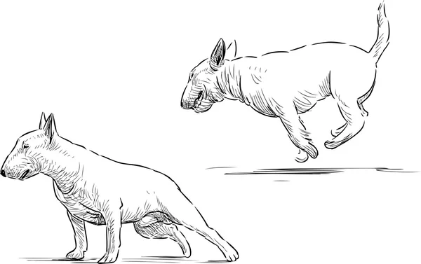 Croquis de taureau terrier — Image vectorielle