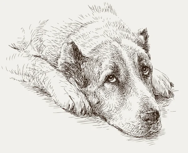 Portrait d'un chien triste — Image vectorielle