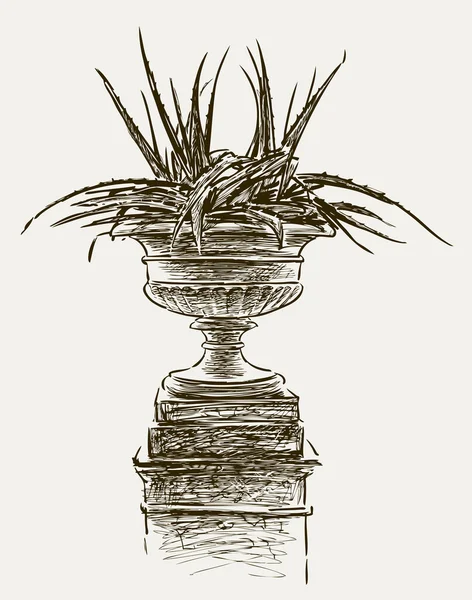 Agave in einer Vase — Stockvektor