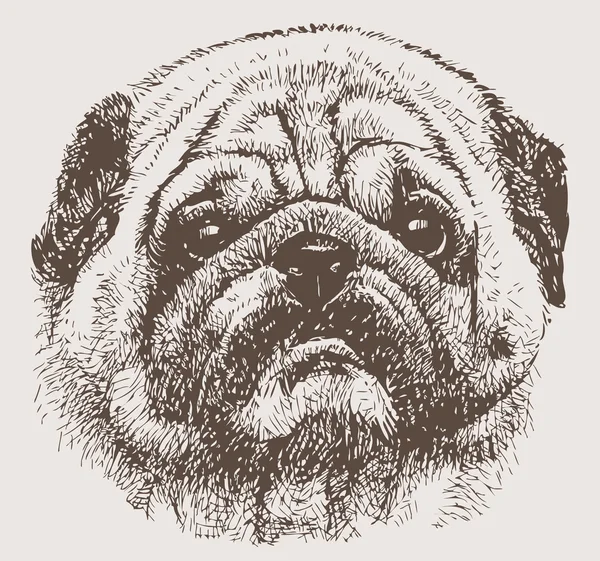 Portrait of a pug — Stock Vector