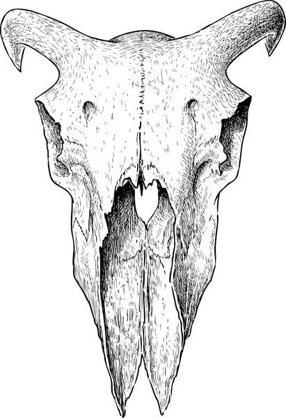 Cráneo de un carnero — Archivo Imágenes Vectoriales