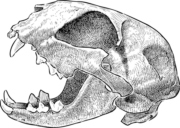 Skull of a cat — Stock Vector