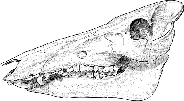 Crâne de porc — Image vectorielle