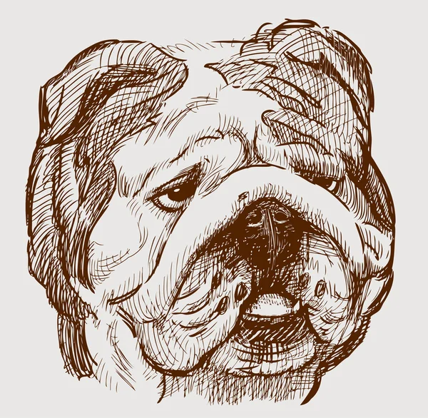 Kopf der Bulldogge — Stockvektor