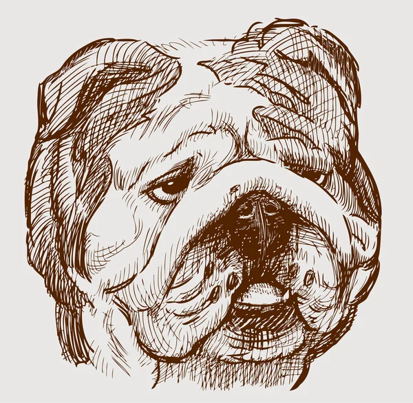 Hoofd van de bulldog — Stockvector