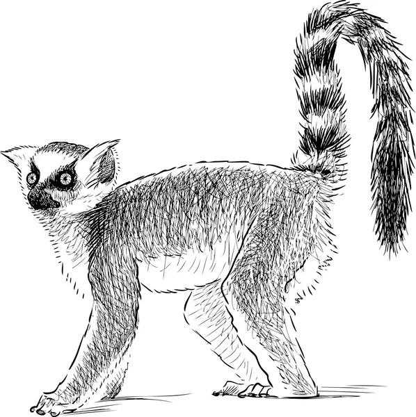 Divertido lémur — Archivo Imágenes Vectoriales