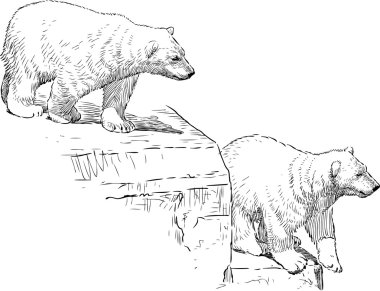 Kutup ayıları bir hayvanat bahçesi