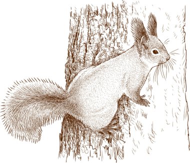 atree üzerinde vahşi squirell