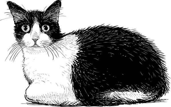 Chat noir et blanc — Image vectorielle