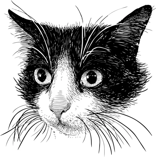 黒と白の猫の肖像画 — ストックベクタ