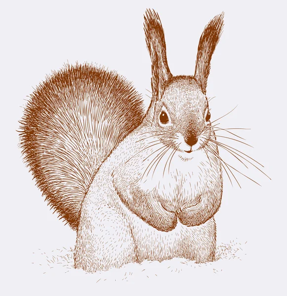 Squirell in de sneeuw — Stockvector