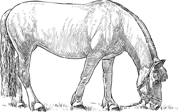 Cavallo al pascolo solitario — Vettoriale Stock