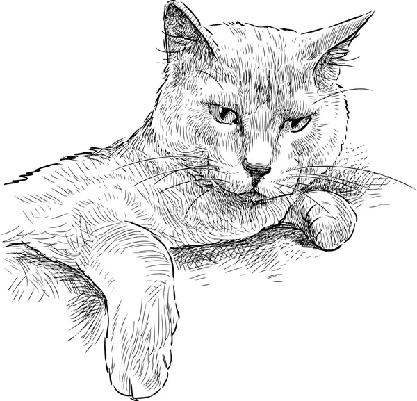 Gato doméstico indolente — Vector de stock