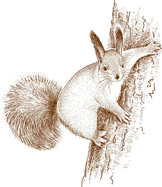 Squirell in the wood - Stok Vektor