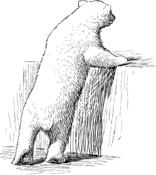 Белый медведь в зоопарке — стоковый вектор