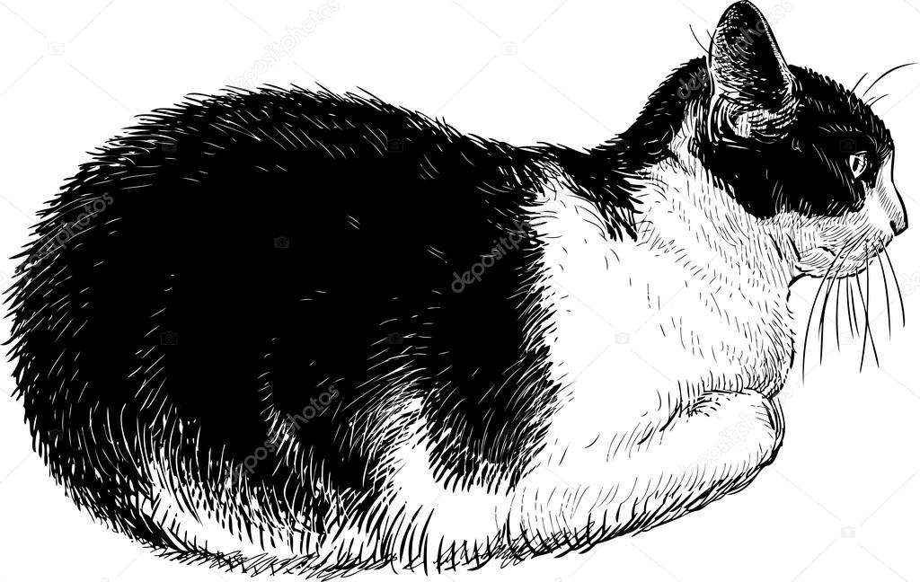 Bianco E Nero Gatto Domestico Vettoriali Stock