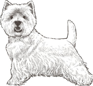 white scotish terrier clipart