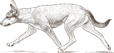 köpeğe bir çalıştır