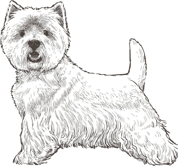 White scotish terrier — Stock Vector