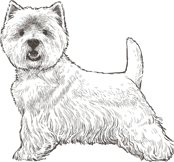 Escocês branco terrier —  Vetores de Stock