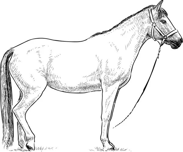 Bílý kůň stojany — Stockový vektor