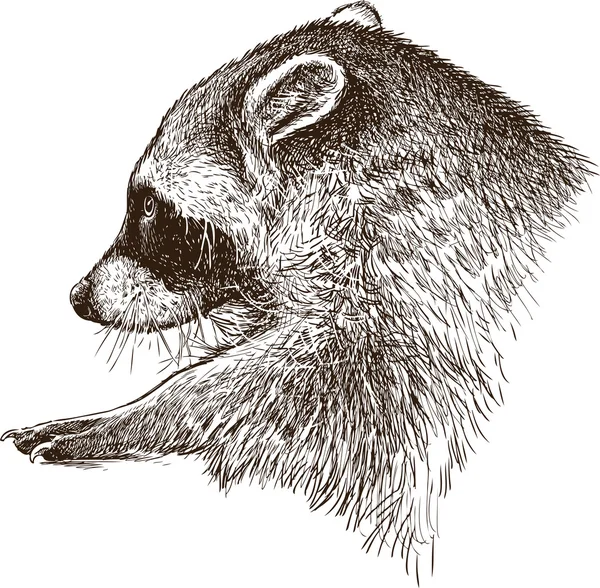 Croquis de raton laveur sauvage — Image vectorielle