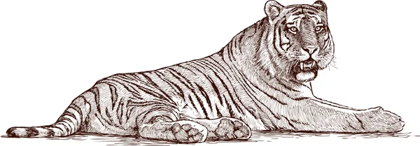 Boceto de tigre mentiroso — Vector de stock